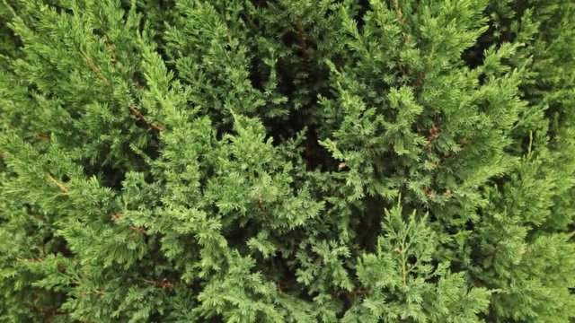 Background of juniper branches growing in the park. Pan shot.