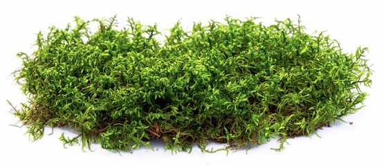 Green moss isolated on white background