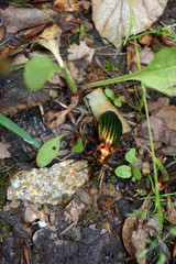 schöner grün orangener Käfer