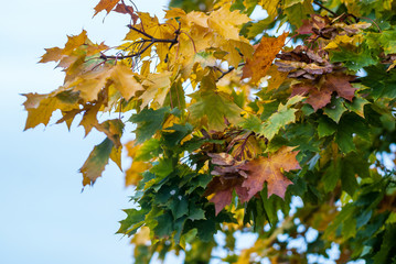 Branch of a maple with colored autumn leaves