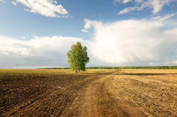 панорама сельского поля летом с березой, Россия, июнь,
