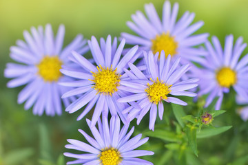 Amazing Violet Asters flowers on the garden in autumn. Polish flowers macro closeup 