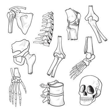 Human bones and joints sketch
