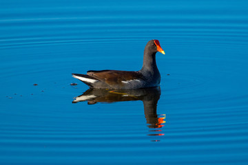Gallinule enjoying a nice swim