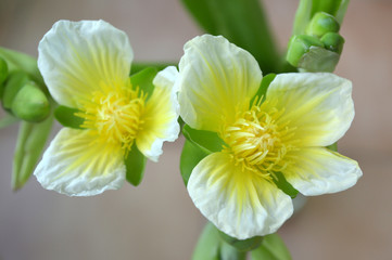 Yellow velvetleaf flower, Limnocharis sp., from Central of Thailand