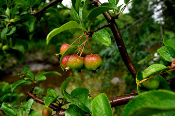 Ripe Crab Apples After a Rain Shower