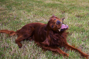 Red Irish setter in the park. the dog gnaws a stick
