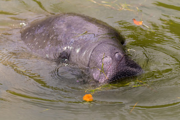 Hello from Mr. Manatee