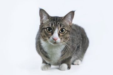 The cat is looking forward and looking cute.