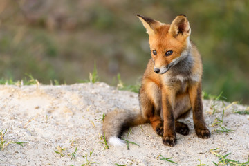 Naklejka na ściany i meble Little Red Fox sitting near his hole looking at the camera
