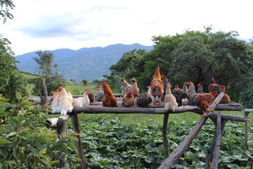 Hen house © Jaen Suarez R