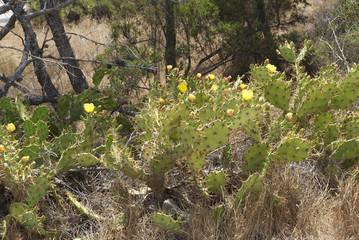 Yellow cactus flowers