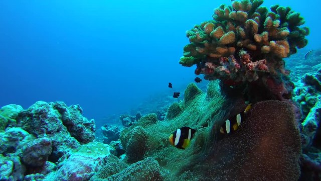 Couple anemonefish swim over anemone, Clark's anemonefish - Amphiprion clarkii and Gigantic Sea Anemone - Stichodactyla gigantea. Indian Ocean, Fuvahmulah island, Maldives, Asia
