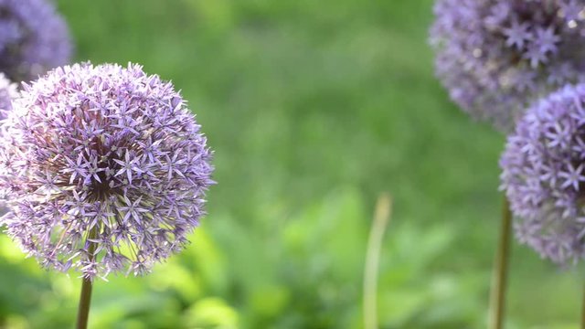 Blossoming purple flowers of decorative garlic on a blurred green background.