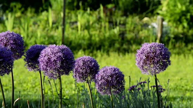 Blossoming purple flowers of decorative garlic on a blurred green background.