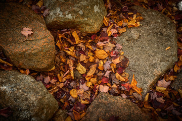 Autum Foliage and Stones