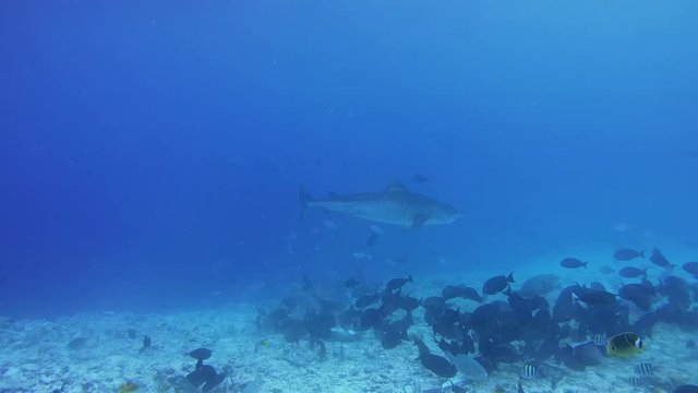 Tiger shark in search of food is circling over the bottom of the reef in shallow water - Indian Ocean, Fuvahmulah island, Maldives, Asia
