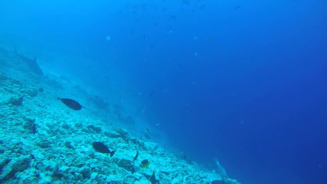 Tiger shark swim over bottom coral reef - Indian Ocean, Fuvahmulah island, Maldives, Asia

