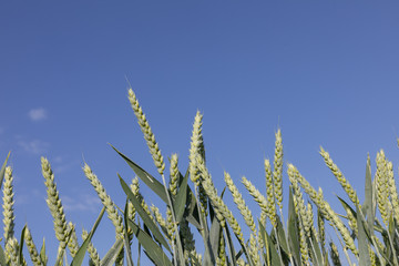 detail of corn field under blue sky