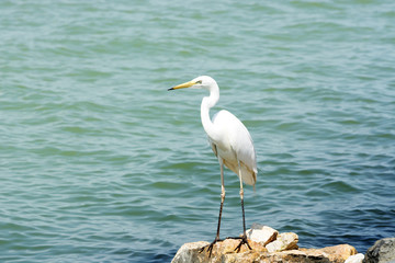 Great egret at Lake Balaton, Hungary