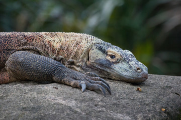Komodo Dragon