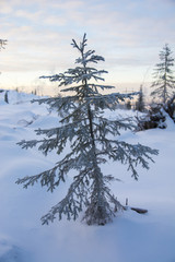Single young fir tree