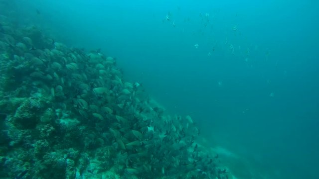 school of  Snappers and  bannerfish swim over coral reef, Humpback Red Snapper - Lutjanus gibbus and Schooling bannerfish - Heniochus diphreutes. Indian Ocean, Maldives, Asia
