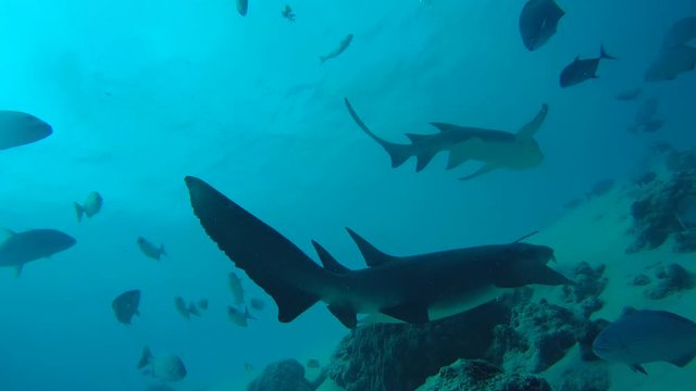 Two nurse shark swim in the blue water over sandy  bottom, Tawny nurse shark - Nebrius ferrugineus. Indian Ocean, Maldives, Asia
