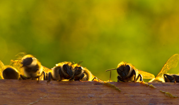 Evening communication of young bees
