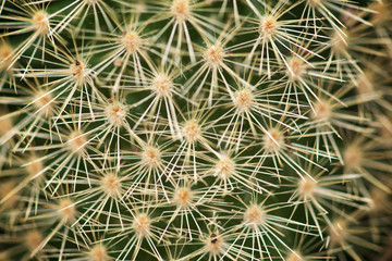 Naklejka na ściany i meble Cactus close up