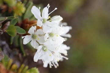 Close-up of Bog Labrador Tea flower, Rhododendron groenlandicum, found north of Arviat, Nunavut