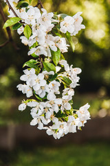 Branch of Apple tree blooming white