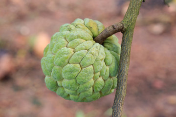 Custard apple growing on tree in nature