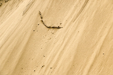 Sand texture background. Sand pattern texture