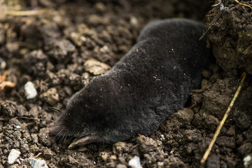 Mole, Talpa europaea,. Animal from garden.