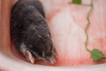 Mole, Talpa europaea,. Animal from garden.