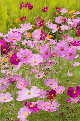 Naklejka premium コスモス