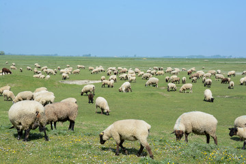 moutons pré salé de la baie de Somme