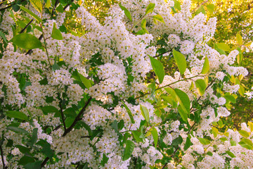 The bush of a bird cherry blossoms in the spring.