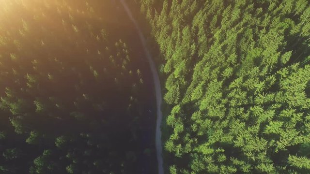 Aerial Drone Flight above two lane pine tree forest road. Beautiful mountain sunset landscape. Nature, travel, hiking, holidays concept. Carpathian mountain, Ukraine, Europe. Camera rise up. 4K motion