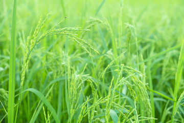 rice plants in paddy field