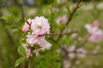 pink blossom