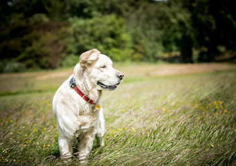 The Golden Retriever