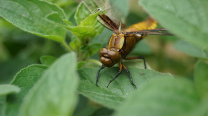 Libelle