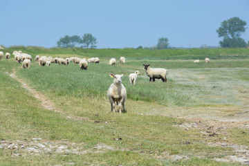 Obraz na płótnie Canvas moutons pré salé de la baie de Somme