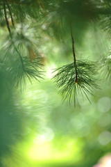 Swiss pine (Pinus cembra) needles against defocused background.