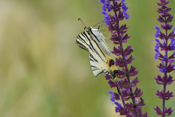 Iphiclides podalirius, Scarce swallowtail Butterfly feeding on wild flower. Beautiful swallowtail butterfly
