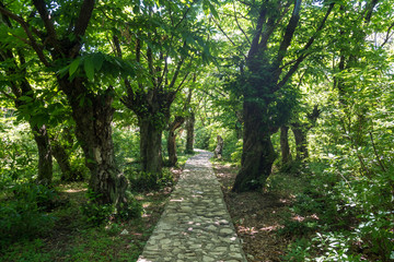 Zeda-gordi, Georgia. View Of Paved Forest Path and wooden bridge Leading To Canyon Okatse