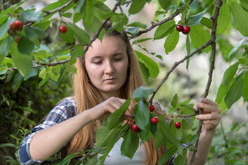 Young woman picking cherries