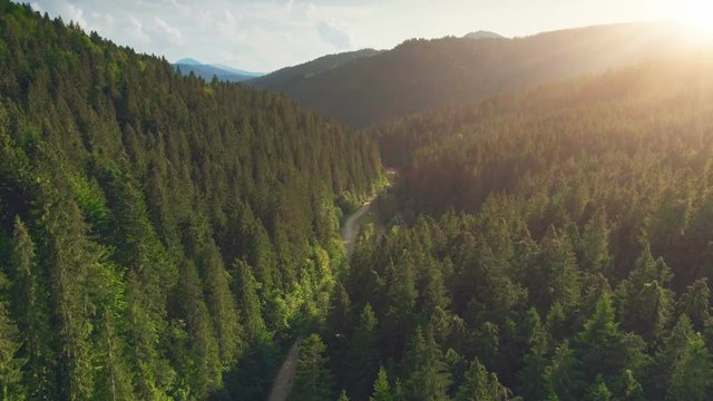 Aerial Drone View: Flight over pine tree forest and country road in sunset soft light. Mountain range in background. Nature, travel, holidays. Carpathians, Ukraine, Europe. Camera go up. 4K motion